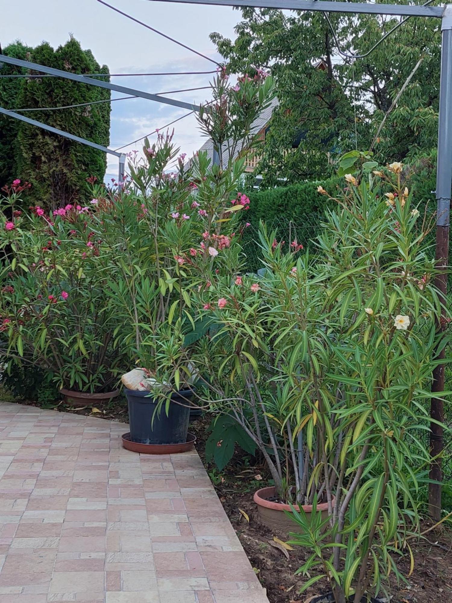 Lonci Apartman Zalakaros Bagian luar foto
